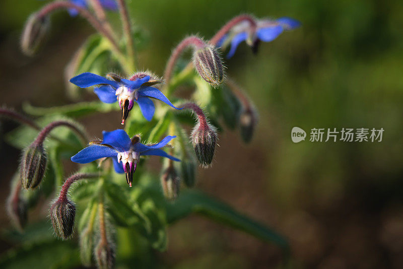 Starflower Plant (Borago officinalis) in Bloom, Close-up